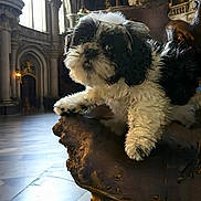 Jax joined the competition — help win amazing prizes! puppy, dog, black_and_white, fluffy, chair, wooden_furniture, cathedral, interior, arched_windows, stone_architecture, natural_light, pet, animal, curious, portrait, indoors, ornate, furniture, floor, canine