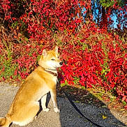 Yumi participe au concours pour gagner de l'argent avec cette photo : dog, shiba_inu, autumn, red_leaves, nature, outdoor, path, sunlight, foliage, sky, pet, animal, leash, sitting, canine, seasonal, scenic, fall, colorful, park