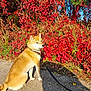 dog, shiba_inu, autumn, red_leaves, nature, outdoor, path, sunlight, foliage, sky, pet, animal, leash, sitting, canine, seasonal, scenic, fall, colorful, park