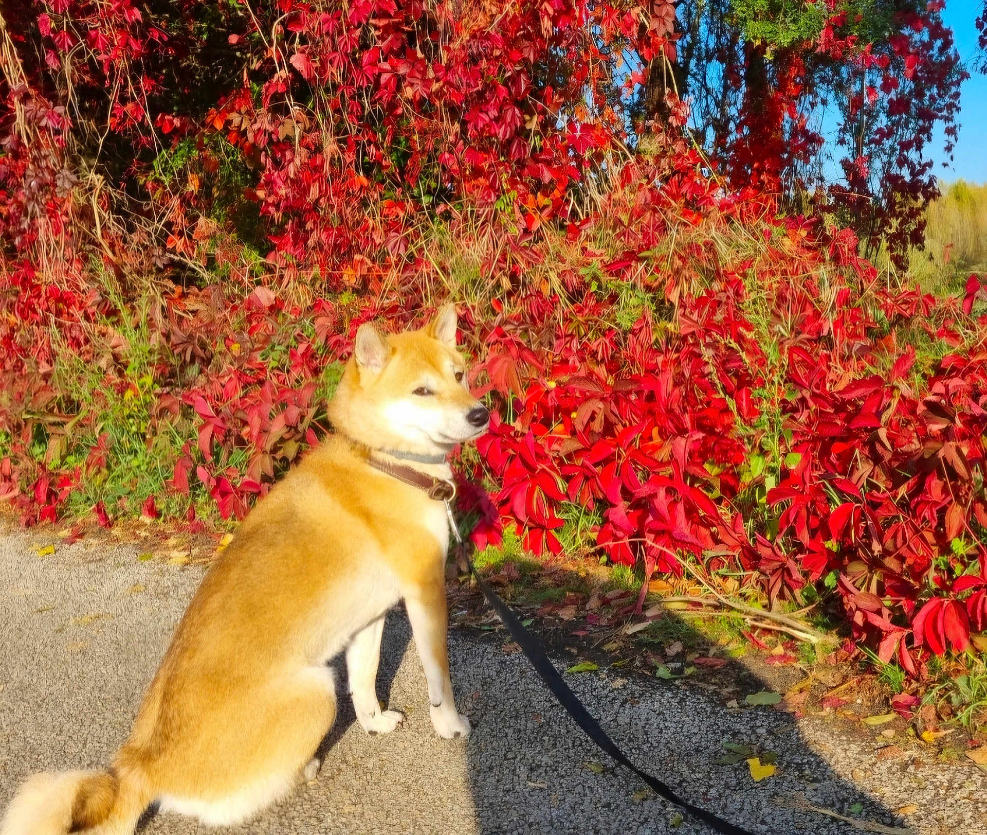 Yumi participe au concours pour gagner de l'argent avec cette photo : dog, shiba_inu, autumn, red_leaves, nature, outdoor, path, sunlight, foliage, sky, pet, animal, leash, sitting, canine, seasonal, scenic, fall, colorful, park