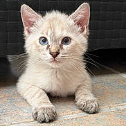 Misty a rejoint le concours — aidez-le/la à gagner de superbes lots ! kitten, cat, blue_eyes, fur, whiskers, paws, cute, pet, animal, indoor, floor, tile, lying_down, young, small, mammal, domestic_cat, portrait, close_up, feline