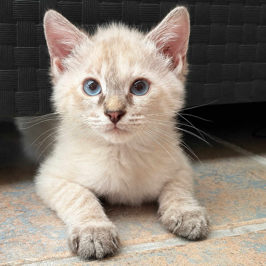 Misty a rejoint le concours — aidez-le/la à gagner de superbes lots ! kitten, cat, blue_eyes, fur, whiskers, paws, cute, pet, animal, indoor, floor, tile, lying_down, young, small, mammal, domestic_cat, portrait, close_up, feline