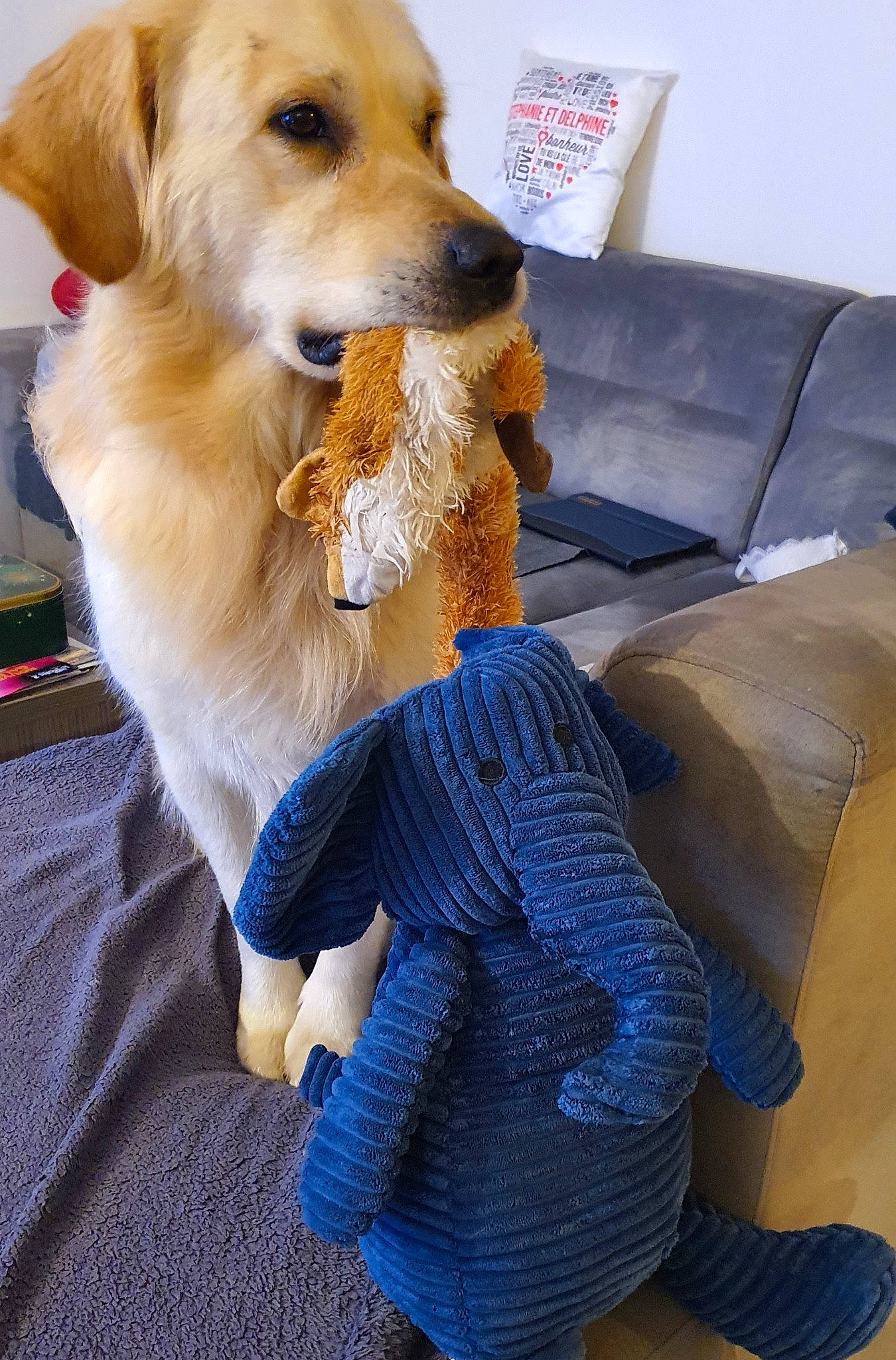 Master participe au concours pour gagner de l'argent avec cette photo : blue, canidae, carnivore, chair, collar, comfort, companion_dog, couch, dog, dog_breed, dog_clothes, dog_collar, dog_supply, electric_blue, fawn, fur, human_leg, pillow, snout, sporting_group