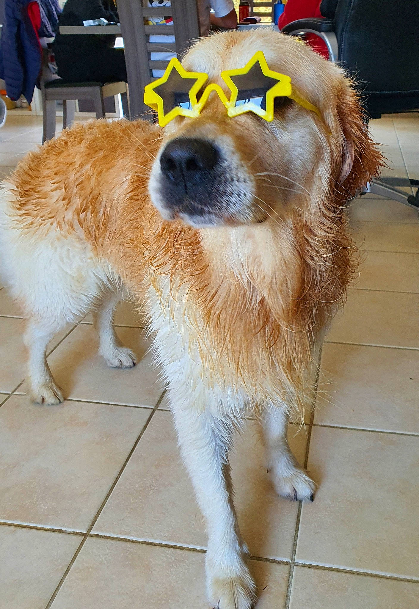 Master participe au concours pour gagner de l'argent avec cette photo : ancient_dog_breeds, canidae, carnivore, collar, companion_dog, dog, dog_breed, dog_collar, fawn, flooring, fur, leash, pet_supply, snout, sporting_group, tail, whiskers, working_animal, working_dog