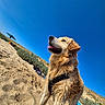 animal, beach, blue_sky, coast, dog, dunes, golden_retriever, happy, harness, outdoor, paws, portrait, sand, sky, summer, sunny, tongue_out, umbrella, vacation, wet_fur