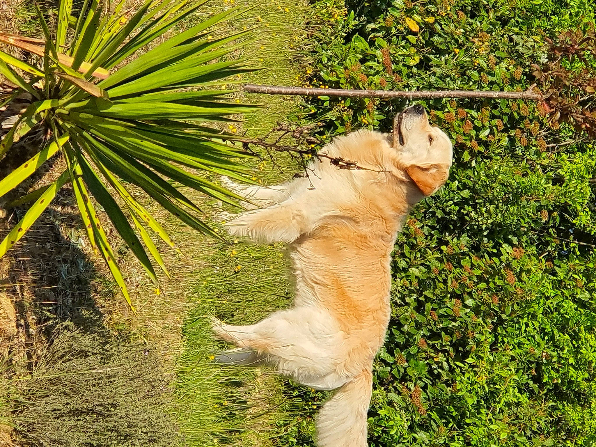 Master participe au concours pour gagner de l'argent avec cette photo : arecales, big_cats, botany, dog_breed, fawn, felidae, grass, grass_family, mammal, palm_tree, people_in_nature, plant, plant_community, small_to_medium_sized_cats, tail, terrestrial_animal, terrestrial_plant, tree, trunk, wood