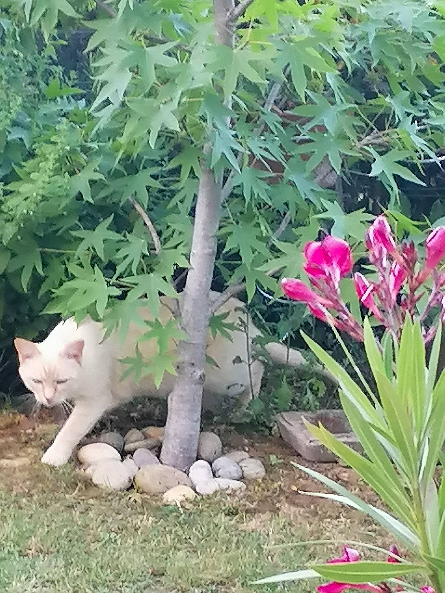 Azur a rejoint le concours — aidez-le/la à gagner de superbes lots ! annual_plant, botany, carnivore, cat, felidae, flower, flowering_plant, garden, grass, groundcover, landscape, lawn_ornament, leaf, petal, plant, shrub, small_to_medium_sized_cats, tail, terrestrial_plant, whiskers