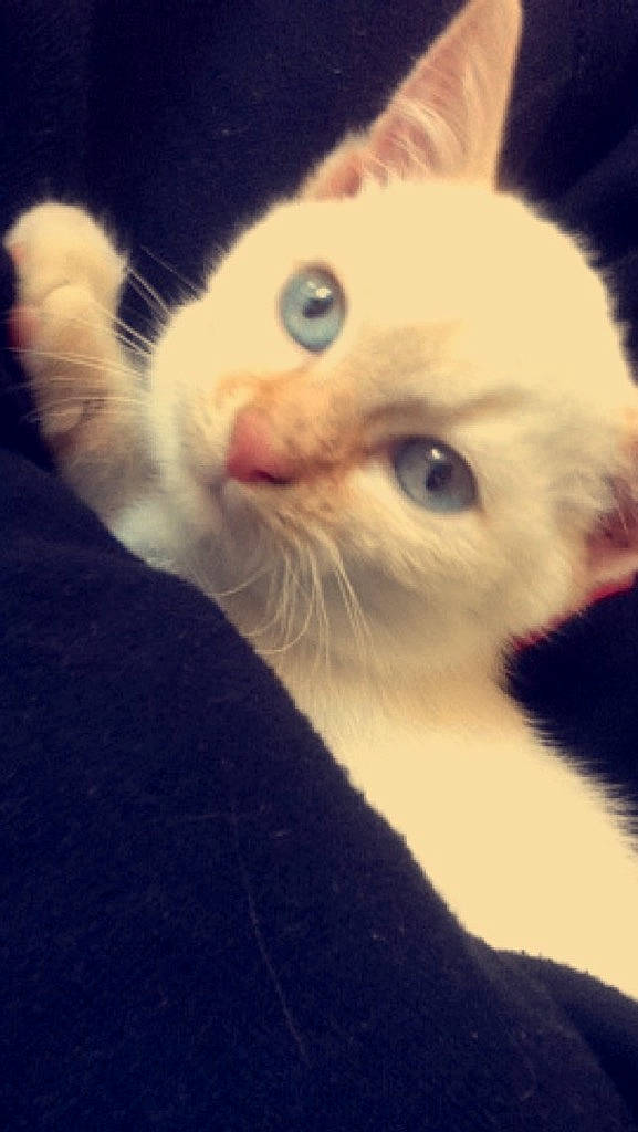 Azur a rejoint le concours — aidez-le/la à gagner de superbes lots ! carnivore, cat, claw, cloud, domestic_short_haired_cat, ear, eye, fawn, felidae, fur, gesture, hair, head, jaw, nose, paw, small_to_medium_sized_cats, snout, tail, whiskers