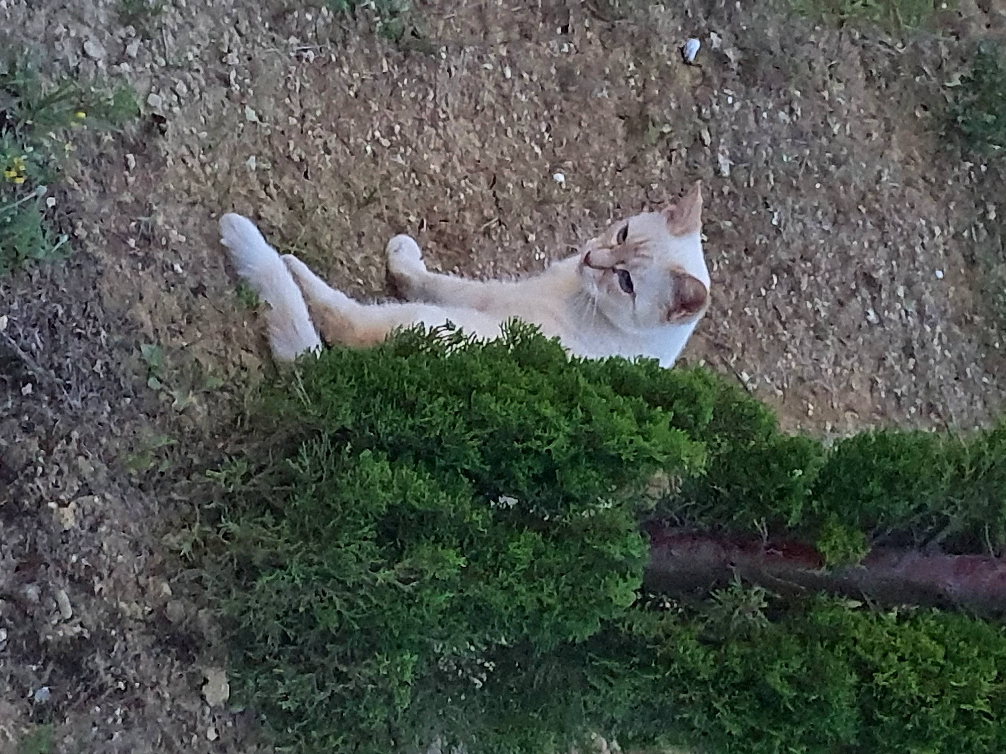 Azur participe au concours pour gagner de l'argent avec cette photo : canidae, carnivore, cat, dog_breed, fawn, felidae, fox, fur, grass, grass_family, groundcover, plant, small_to_medium_sized_cats, soil, sporting_group, tail, terrestrial_animal, tree, wildlife, wood