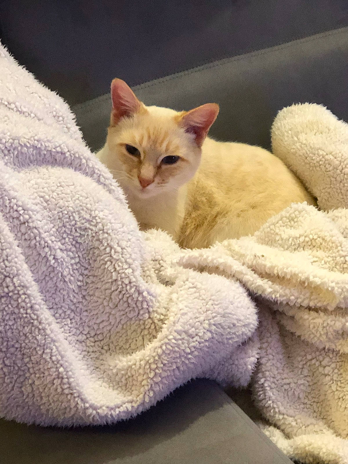 Azur participe au concours pour gagner de l'argent avec cette photo : bed, bedding, carnivore, cat, claw, comfort, couch, domestic_short_haired_cat, ear, fawn, felidae, fur, linens, paw, photo_caption, small_to_medium_sized_cats, snout, tail, whiskers, wood