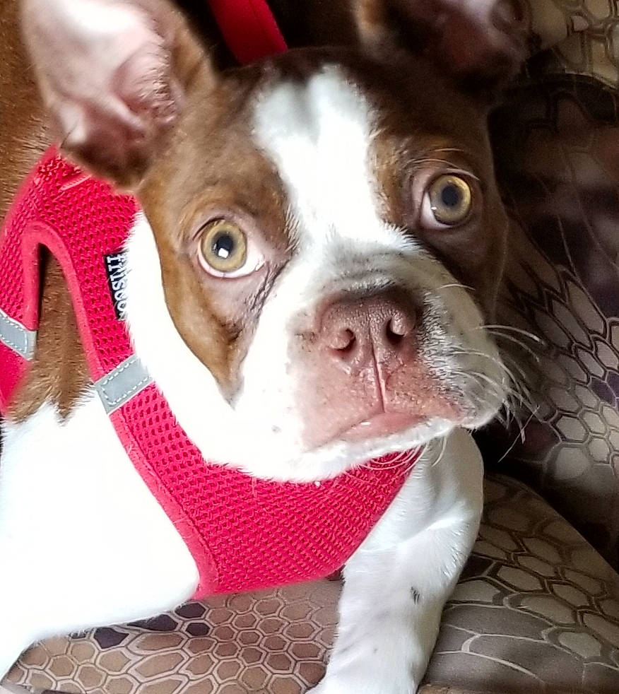 Buckley joined the competition — help win amazing prizes! bulldog, canidae, carnivore, collar, companion_dog, dog, dog_breed, dog_collar, ear, eye, fawn, grass, head, snout, sporting_group, terrestrial_animal, toy_dog, whiskers, working_animal, wrinkle