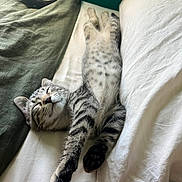 Prince joined the competition — help win amazing prizes! cat, kitten, tabby, sleeping, bed, pillow, blanket, relaxing, feline, pet, cozy, indoor, resting, cute, animal, whiskers, fur, paw, striped, domestic_cat