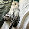 cat, kitten, tabby, sleeping, bed, pillow, blanket, relaxing, feline, pet, cozy, indoor, resting, cute, animal, whiskers, fur, paw, striped, domestic_cat
