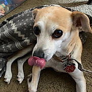 Izzy is registered to the contest to win money with this photo: dog, pet, tongue, indoor, carpet, blanket, collar, tag, toy_bin, small_dog, cute, animal, paw_tag, fur, ears, nose, paw, resting, home, closeup