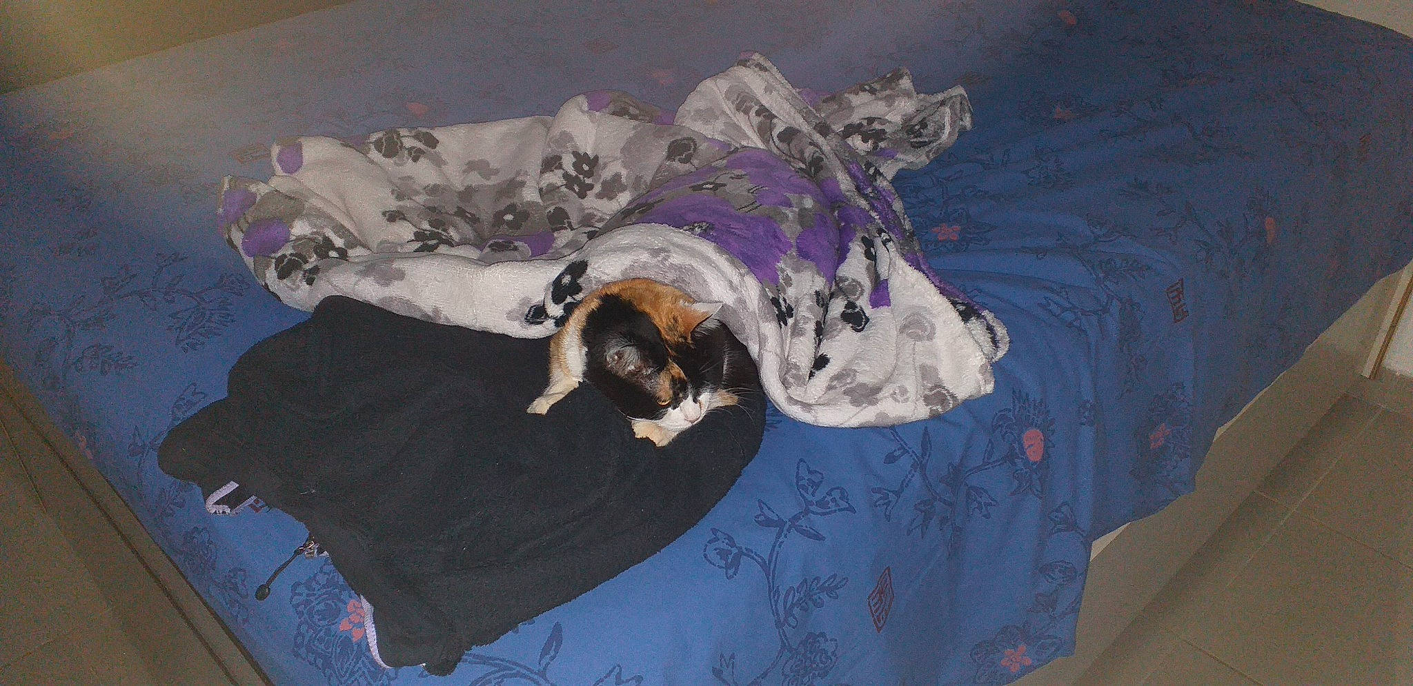 Miki participe au concours pour gagner de l'argent avec cette photo : art, canidae