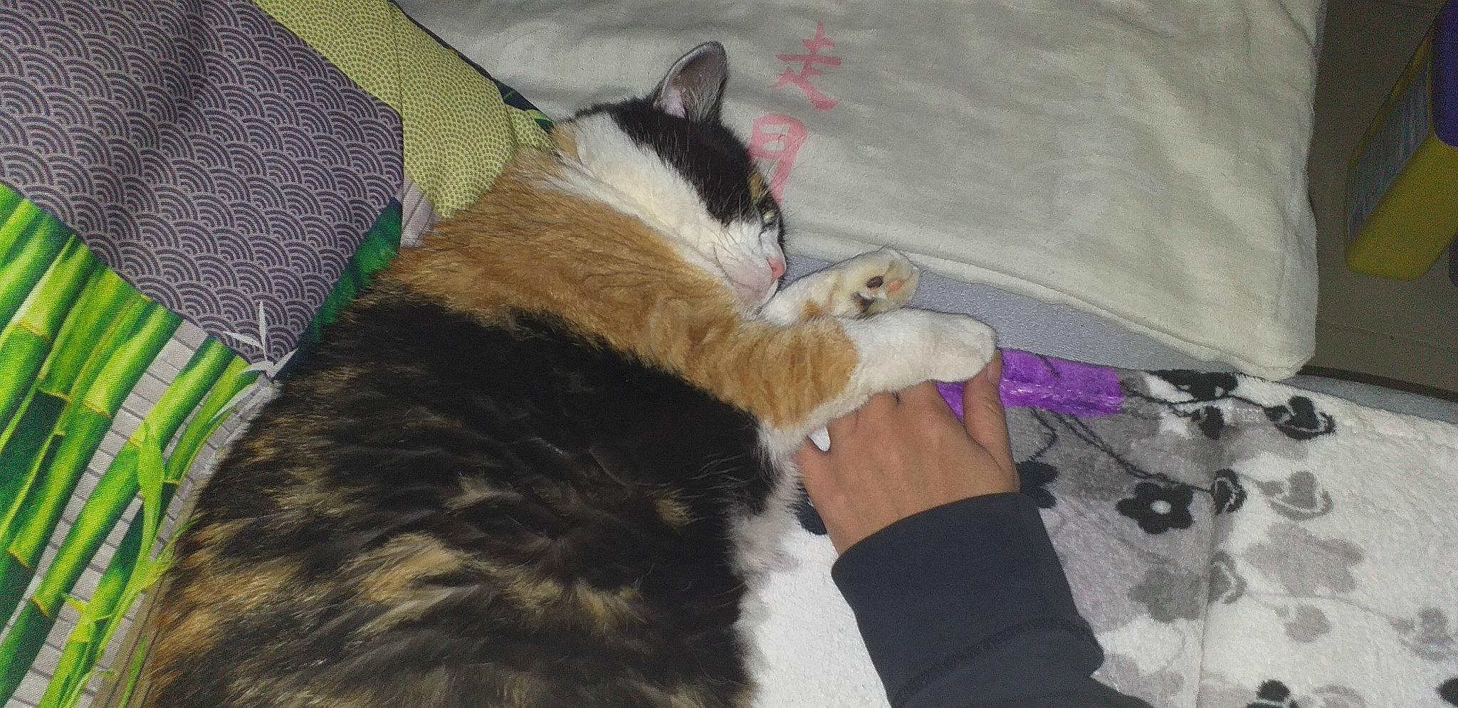 Miki participe au concours pour gagner de l'argent avec cette photo : carnivore, cat, domestic_short_haired_cat, felidae, fur, small_to_medium_sized_cats, tail, whiskers