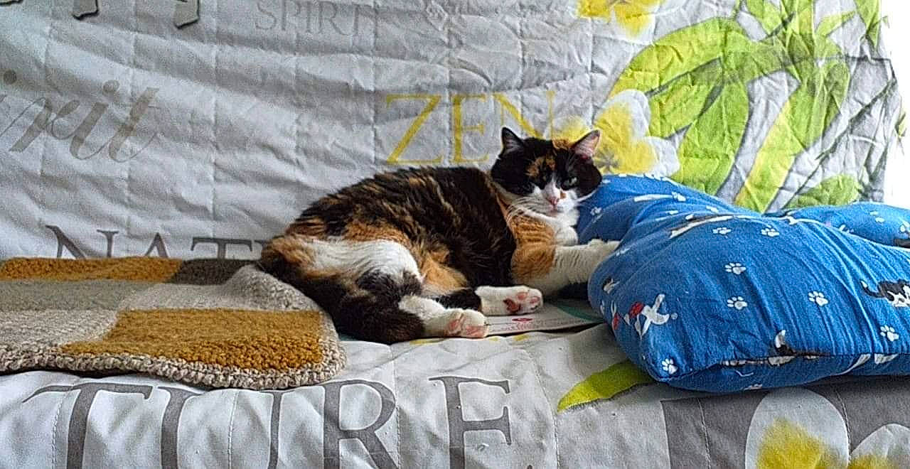 Miki participe au concours pour gagner de l'argent avec cette photo : bed, bed_sheet, carnivore, cat, comfort, domestic_short_haired_cat, european_shorthair, felidae, fur, furniture, kitten, linens, nap, quilt, small_to_medium_sized_cats, tabby_cat, textile, whiskers