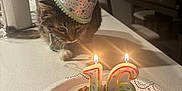Tulo is registered to the contest to win money with this photo: animal, birthday_cake, candles, cat, celebration, chair, curious, domestic, feline, food, indoor, kitchen_counter, light, number_16, paper_plate, party, party_hat, pet, shadow, table