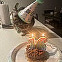 Tulo is registered to the contest to win money with this photo: cat, party_hat, birthday_cake, candles, number_16, paper_plate, kitchen_counter, indoor, table, chair, celebration, pet, curious, domestic, feline, food, light, shadow, party, animal