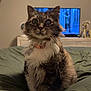 Tulo is registered to the contest to win money with this photo: animal, bed, blanket, cat, collar, cozy, cute, domestic_animal, food, fur, furniture, indoor, mammal, one_eyed, pet, plate, resting, tabby, television, whiskers