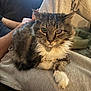 Tulo joined the competition — help win amazing prizes! cat, tabby_cat, pet, animal, indoor, furry, relaxed, lap, person, clothing, gray, white, fur, paw, resting, cozy, home, soft_light, closeup, portrait