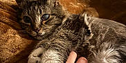 Tulo joined the competition — help win amazing prizes! cat, tabby_cat, paw, hand, blanket, indoor, cozy, furniture, pet, animal, fur, resting, warm_lighting, bracelet, human, closeup, living_room, soft_texture, comfort, relaxation