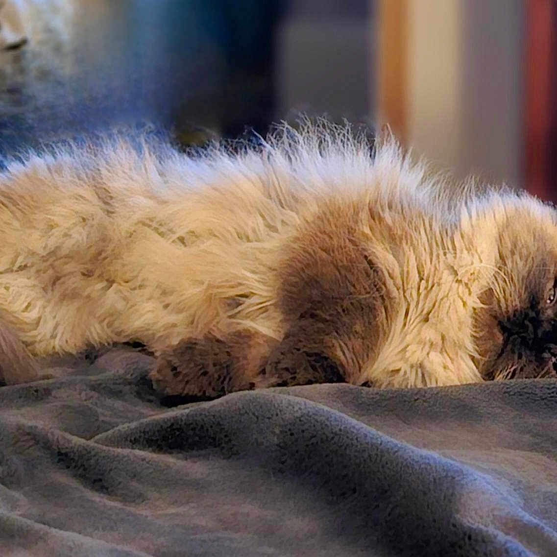 Finn joined the competition — help win amazing prizes! angora, animal, bed, bedroom, blanket, cat, couch, electronics, furniture, hardware, indoors, kitten, manx, person, pet, room, siamese, sleeping, snout, wood