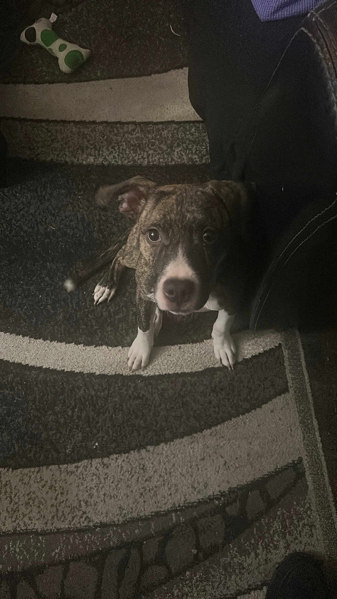 Laydee is registered to the contest to win money with this photo: dog, brindle, puppy, carpet, toy, indoor, pet, animal, curious, looking_up, white_paws, furniture, floor, home, cute, canine, young_dog, domestic, companion, resting