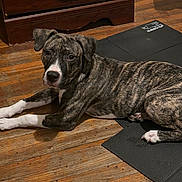Laydee joined the competition — help win amazing prizes! brindle, brown, canine, dog, domestic_animal, ears, exercise_mat, eyes, flooring, furniture, indoor, laying_down, looking_at_camera, nose, pet, puppy, resting, white_paws, wooden_floor, young_dog