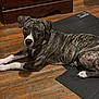 brindle, brown, canine, dog, domestic_animal, ears, exercise_mat, eyes, flooring, furniture, indoor, laying_down, looking_at_camera, nose, pet, puppy, resting, white_paws, wooden_floor, young_dog