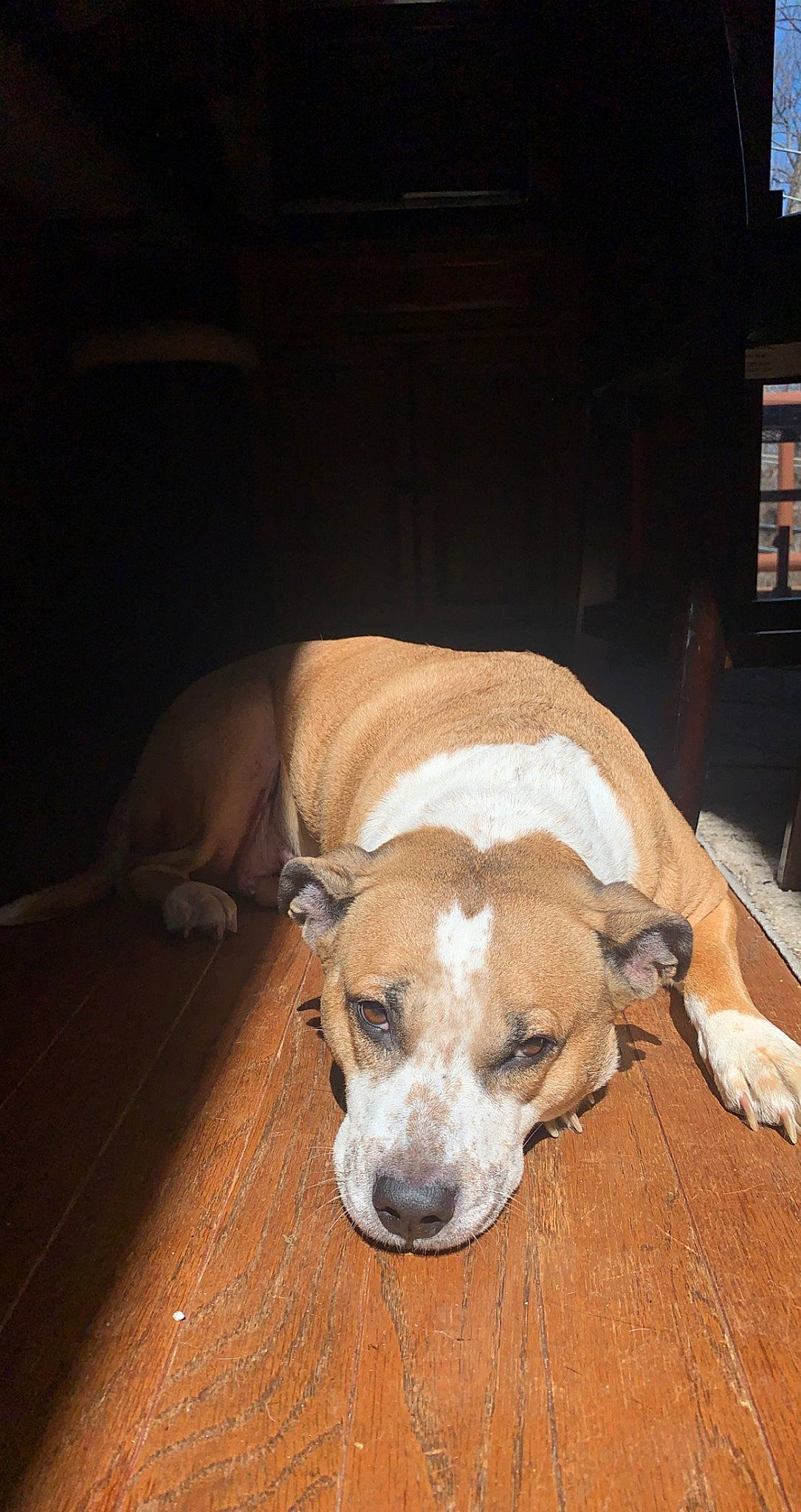 Mona joined the competition — help win amazing prizes! canidae, carnivore, comfort, companion_dog, couch, dog, dog_breed, fawn, floor, flooring, hardwood, linens, non_sporting_group, pet_supply, slipcover, snout, sporting_group, tail, wood, working_animal