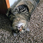 Stella is registered to the contest to win money with this photo: animal, carpet, cat, cozy, cute, ears, eyes, feline, fur, home, indoor, lying_down, nose, pet, relaxed, tabby_cat, upside_down, wall, whiskers, wooden_door