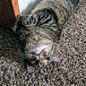 animal, carpet, cat, cozy, cute, ears, eyes, feline, fur, home, indoor, lying_down, nose, pet, relaxed, tabby_cat, upside_down, wall, whiskers, wooden_door