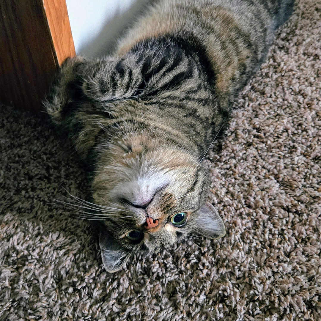 Stella