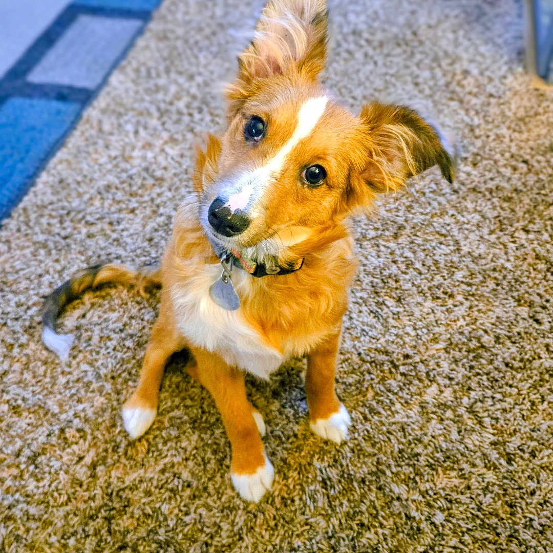 Toby