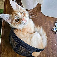 Cheddar joined the competition — help win amazing prizes! kitten, cat, orange_cat, white_cat, mesh_cap, wooden_table, toilet_paper, pitcher, curious, pet, domestic_animal, feline, whiskers, fluffy, indoor, close_up, looking_up, small, cute, resting