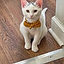 cat, kitten, white_cat, bow_tie, bell, floor, wood_floor, pet, domestic_animal, cute, sitting, indoor, looking_at_camera, animal, small, young, fur, ears, whiskers, alert