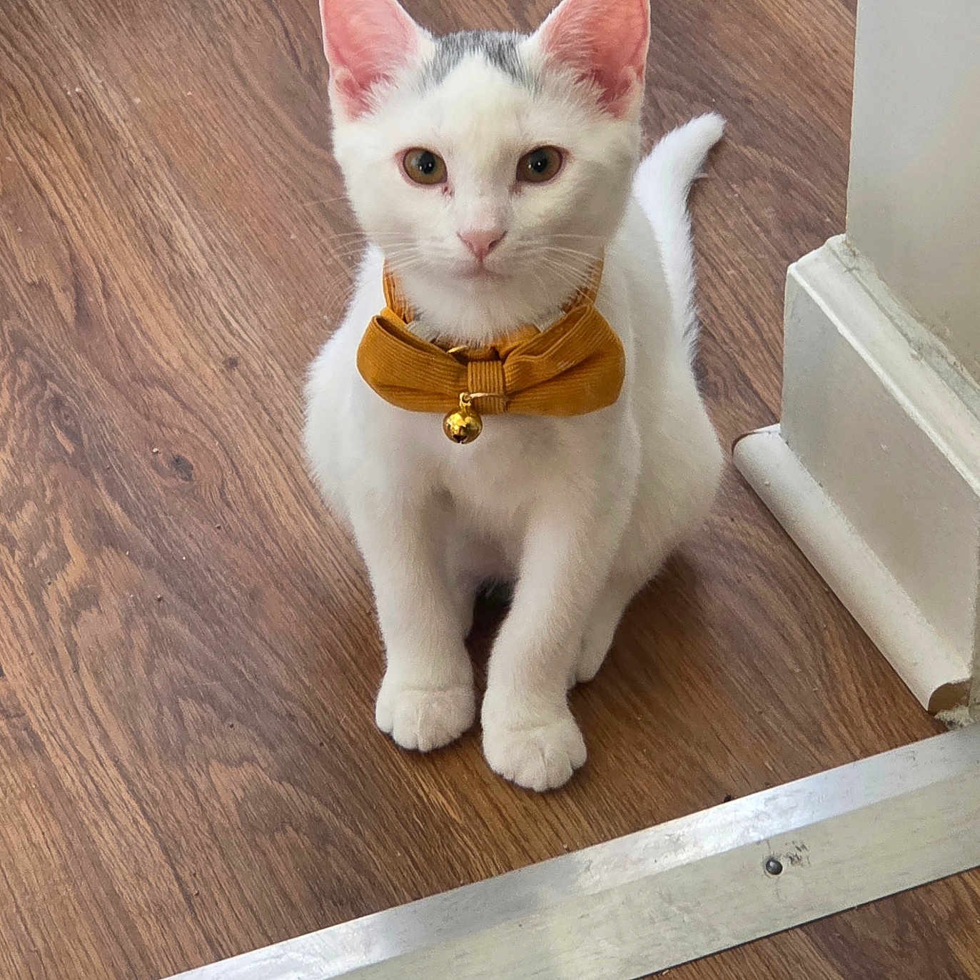 Hen is registered to the contest to win money with this photo: alert, animal, bell, bow_tie, cat, cute, domestic_animal, ears, floor, fur, indoor, kitten, looking_at_camera, pet, sitting, small, whiskers, white_cat, wood_floor, young