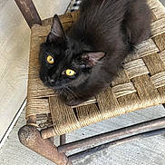 Presious is registered to the contest to win money with this photo: animal, black_cat, cat, chair, close_up, cozy, curious, domestic_cat, feline, floor, home, indoor, looking_up, pet, resting, seat, texture, wooden_chair, woven_chair, yellow_eyes