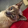 cat, siamese_cat, blue_eyes, pet, close_up, relaxed, feline, whiskers, ear, nose, fur, indoor, cushion, fabric, red_clothing, resting, animal, companion, cute, domestic