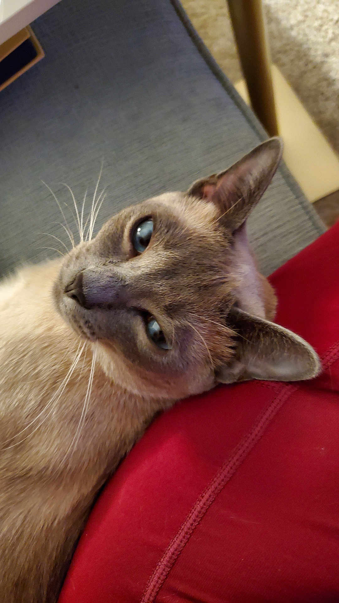 Chloe joined the competition — help win amazing prizes! cat, siamese_cat, blue_eyes, pet, close_up, relaxed, feline, whiskers, ear, nose, fur, indoor, cushion, fabric, red_clothing, resting, animal, companion, cute, domestic
