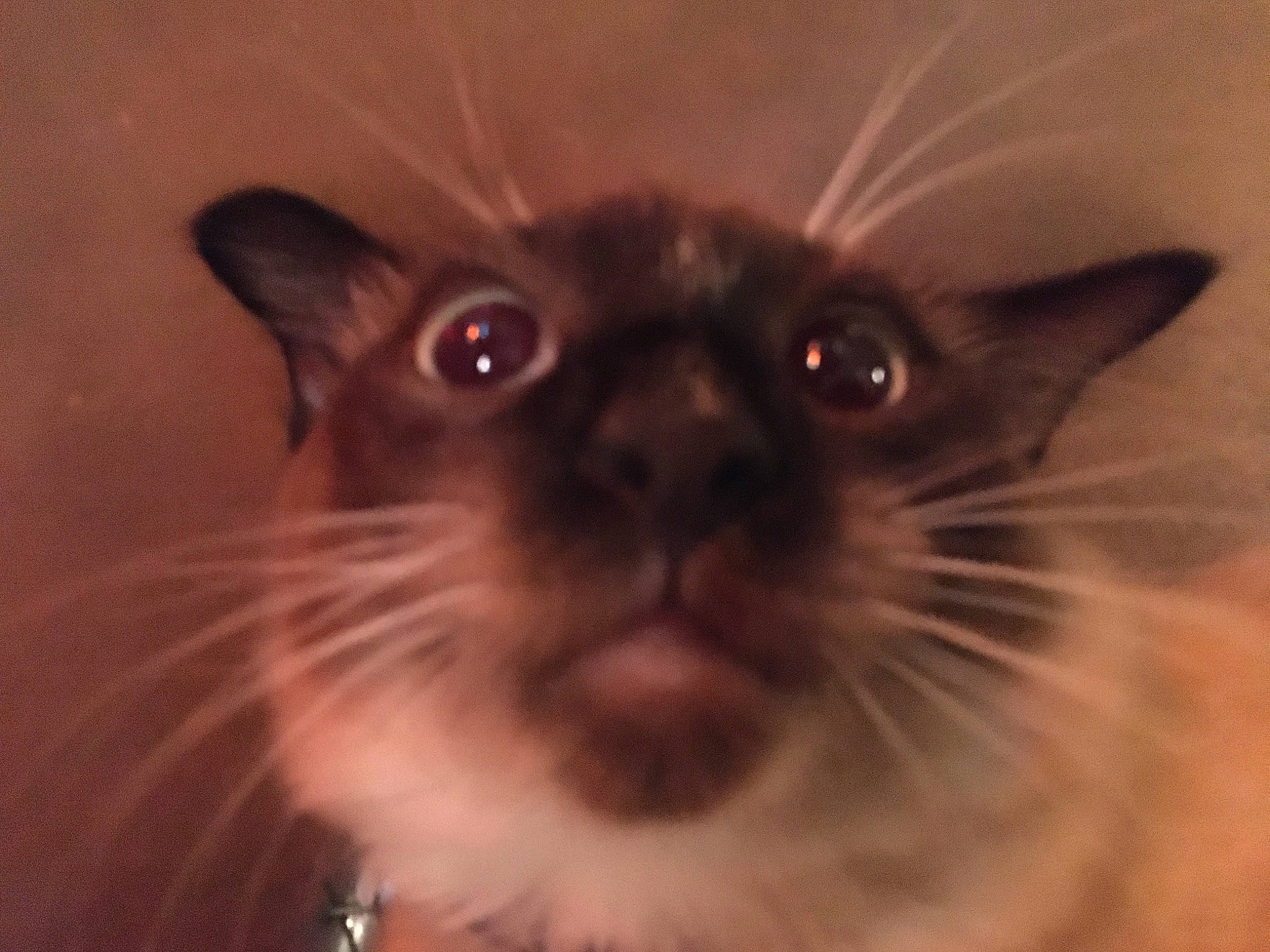 Arlo is registered to the contest to win money with this photo: birman, carnivore, cat, eyelash, fawn, felidae, fur, happy, liver, siamese, small_to_medium_sized_cats, snout, terrestrial_animal, whiskers, wildlife