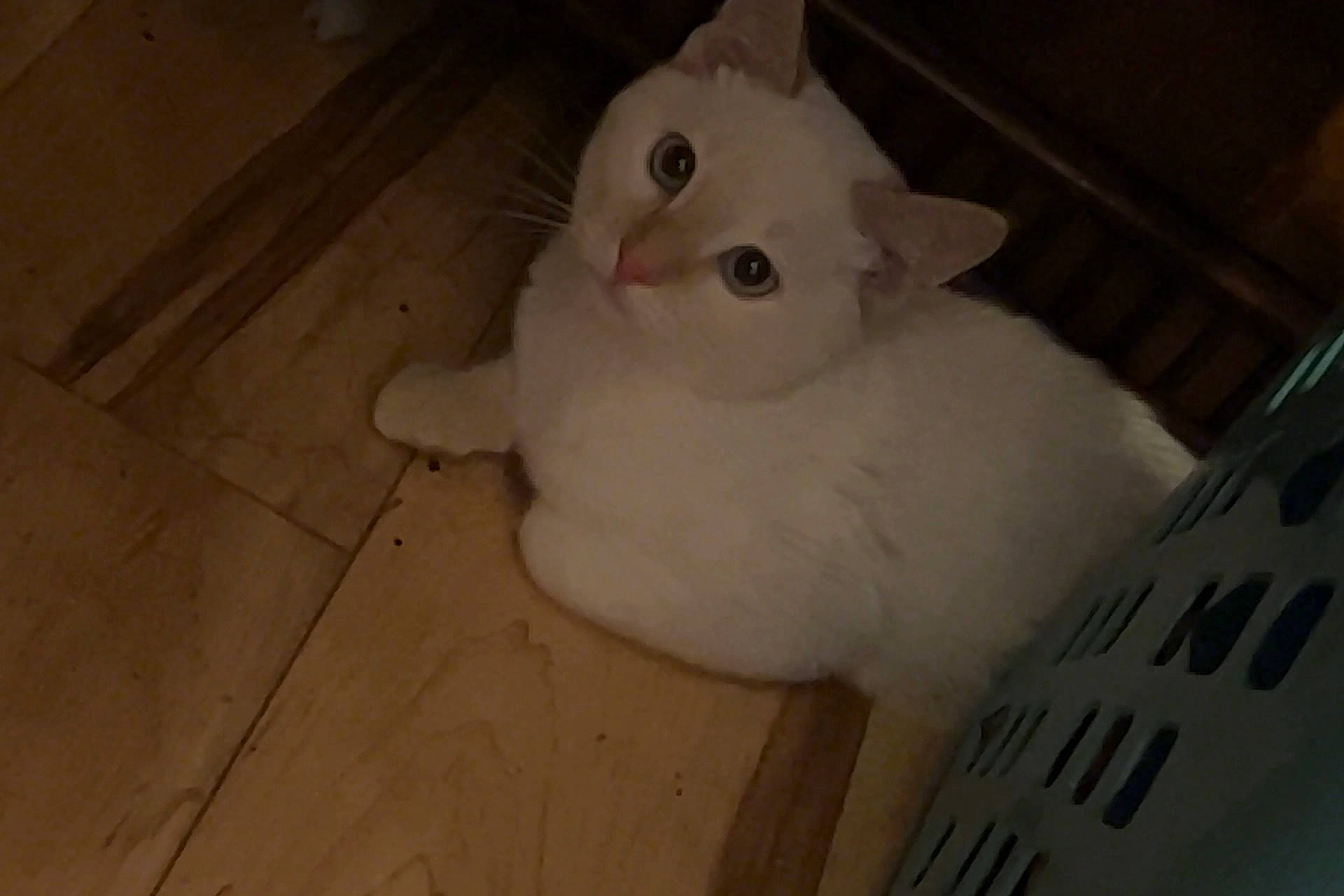 Ghost joined the competition — help win amazing prizes! carnivore, cat, domestic_short_haired_cat, eye, fawn, felidae, floor, flooring, fur, hardwood, iris, paw, plywood, small_to_medium_sized_cats, snout, tail, whiskers, wood, wood_flooring, wood_stain