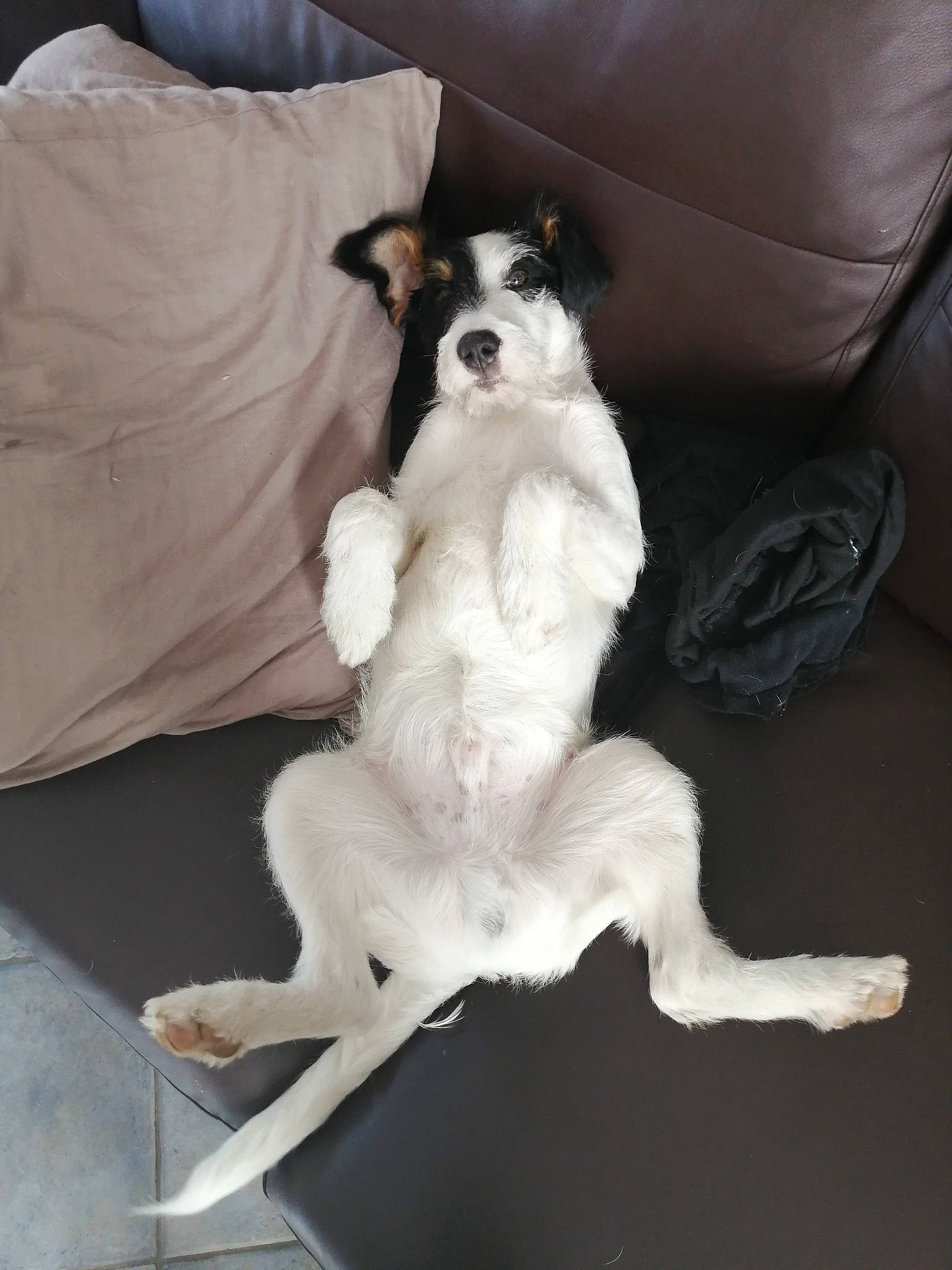 Max participe au concours pour gagner de l'argent avec cette photo : canidae, carnivore, comfort, companion_dog, couch, dog, dog_breed, fawn, felidae, flooring, fur, grey, paw, sitting, small_to_medium_sized_cats, snout, sporting_group, tail, whiskers, working_animal