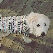 Honeybear joined the competition — help win amazing prizes! animal, canine, companion, cozy, cute, dog, domestic_animal, flooring, fur, household, indoor, looking_up, mammal, patterned_sweater, pet, portrait, standing, sweater, white_dog, wood_floor