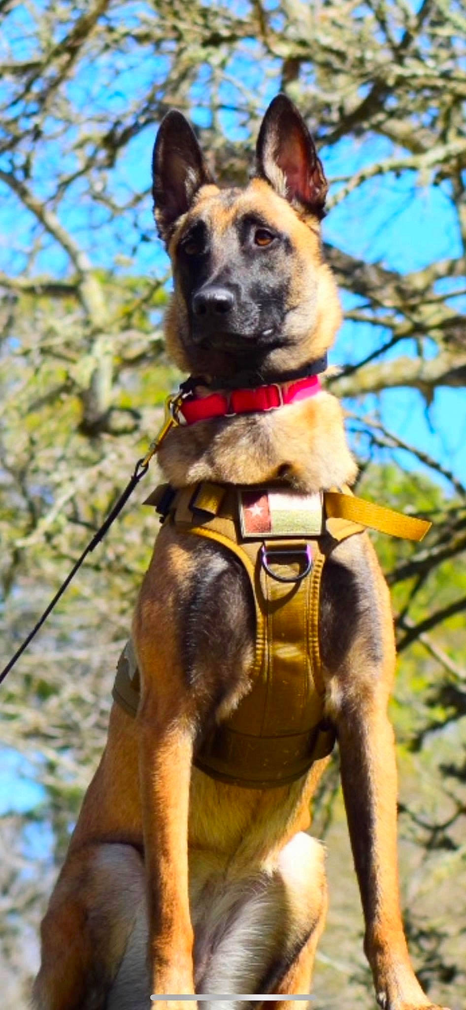 Juko joined the competition — help win amazing prizes! adventure, canidae, carnivore, collar, companion_dog, dog, dog_breed, dog_collar, dog_supply, electric_blue, fawn, leash, pet_supply, plant, sky, snout, sporting_group, tree, twig, working_animal