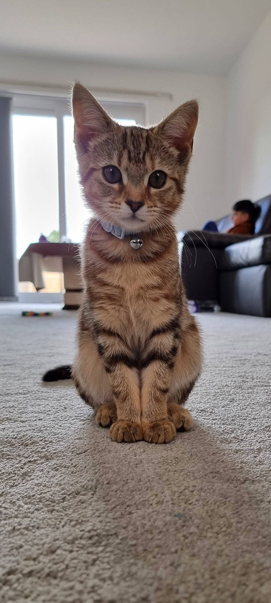 Crumble joined the competition — help win amazing prizes! carnivore, cat, claw, domestic_short_haired_cat, fawn, felidae, flooring, fur, paw, sitting, small_to_medium_sized_cats, snout, tail, terrestrial_animal, whiskers, wildlife, window