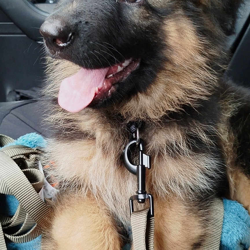 Volcan a rejoint le concours — aidez-le/la à gagner de superbes lots ! accessories, airedale, animal, belt, canine, collar, cushion, dog, germanshepherd, harness, homedecor, husky, leash, pet, policedog, puppy, snout, strap, terrier, zipper