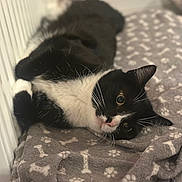 Simba joined the competition — help win amazing prizes! cat, tuxedo_cat, black_and_white, pet, animal, lying_down, blanket, cozy, indoor, fur, whiskers, paw_prints, bones_pattern, relaxed, cute, domestic_cat, soft_texture, resting, looking_up, companion