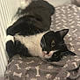 cat, tuxedo_cat, black_and_white, pet, animal, lying_down, blanket, cozy, indoor, fur, whiskers, paw_prints, bones_pattern, relaxed, cute, domestic_cat, soft_texture, resting, looking_up, companion
